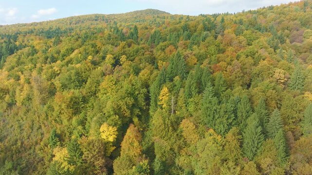 AERIAL: Sweeping view of a vibrant autumn forest stretching over rolling hills. Mixed treetops glow in green, yellow and soft orange tones, showing seasonal change across the sunny woodland landscape.
