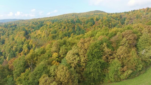 AERIAL: Expansive view of colorful autumn forest stretching across rolling hills. Green, yellow and muted orange treetops form vibrant color palette in a seasonal landscape beneath lightly clouded sky