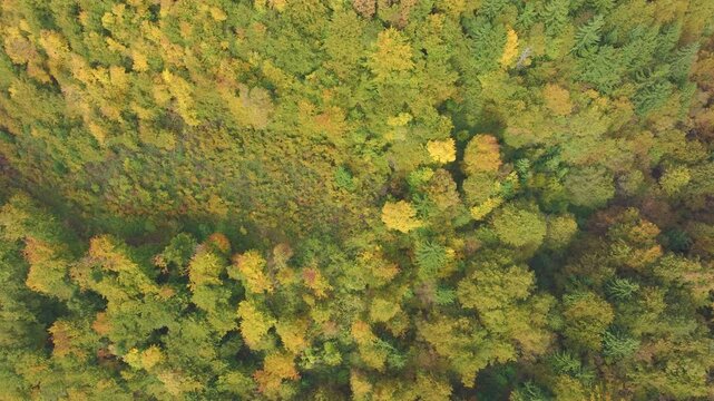 AERIAL TOP DOWN: Mixed hilly forest with second growth woodland and regenerating areas woven into the autumn canopy. Bright yellow crowns and deep green conifers highlight the seasonal transformation.