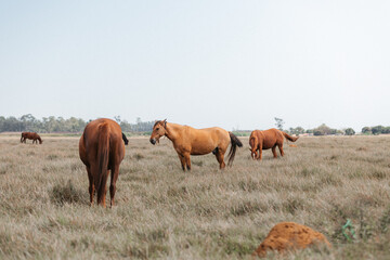 Obraz premium horses in the field