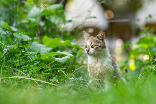 The cat is walking on the grass