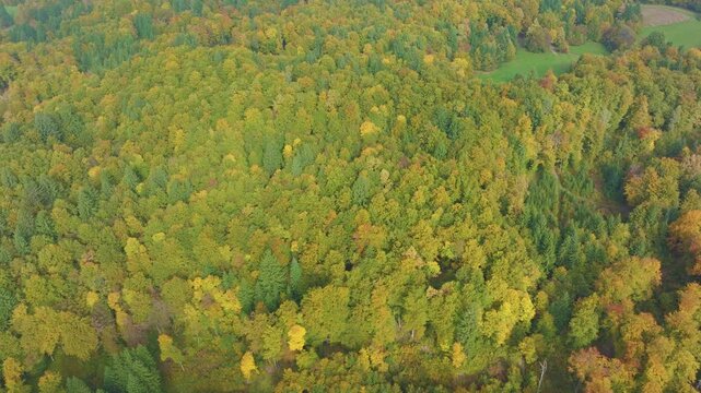 AERIAL: Colorful forest treetops with a small clearing and path visible among mixed woodland. Hilly landscape, vibrant changing leaves and the calm beauty of autumn in a scenic perspective from above.