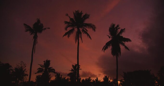 Dark silhouette of palm trees during flamboyant pink sunset in rural village of Bali Indonesia