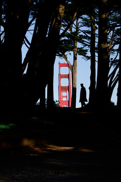 Golden Gate Bridge framed by cypress trees with a silhouetted person in Presidio, San Francisco, California. g.