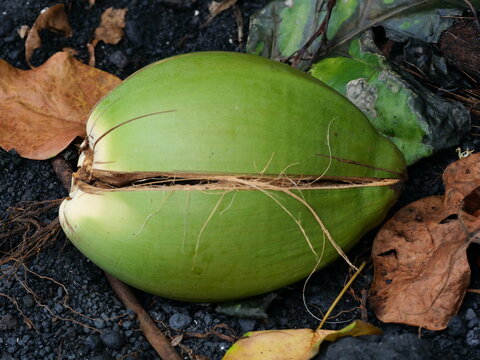 Young Coconut (Cocos nucifera) on Volcanic Ground in Hawaii