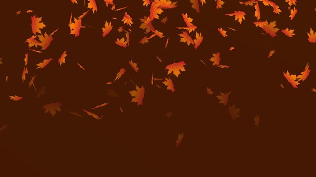 Autumn Maple leaves falling and flying dry on solid background for transparent. Vibrant Orange Japanese Maples leaves failing animation.
