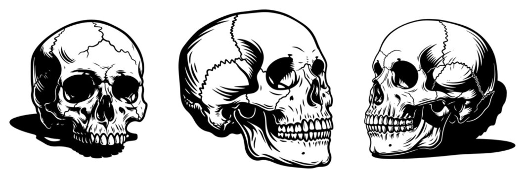 Human skull set from various angles, anatomical medical illustration, gothic death and science concept