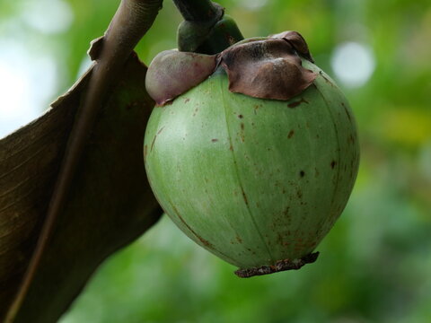 Close-Up of Unripe Autograph Tree Fruit (Clusia rosea) in Hawaii