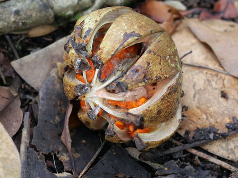 Ripe Split Fruit of Autograph Tree (Clusia rosea) Showing Orange Seeds in Hawaii