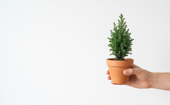 Person holding a small potted evergreen tree in a terracotta pot on white background