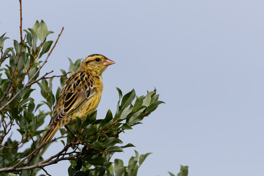 Yellow Songbird Nestled in Green Leafy Branches