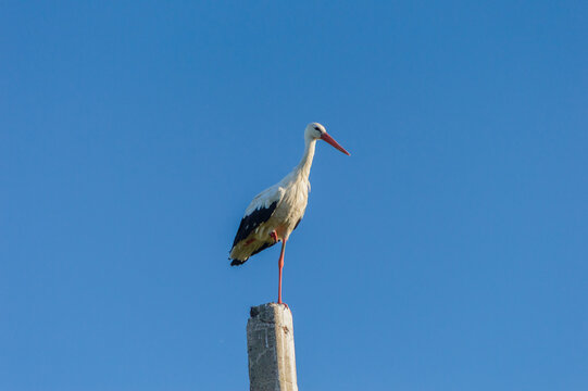 white stork in the nest