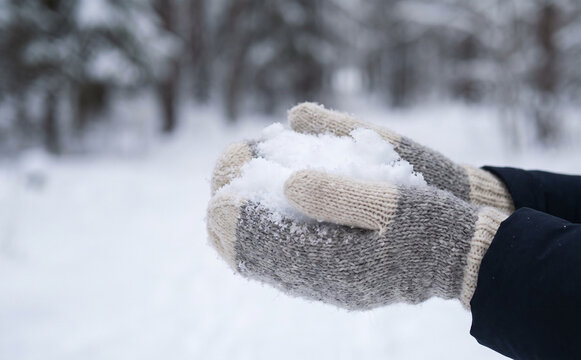 Hands in woolen mittens holding fresh white snow in a winter forest, concept of cold weather and cozy season