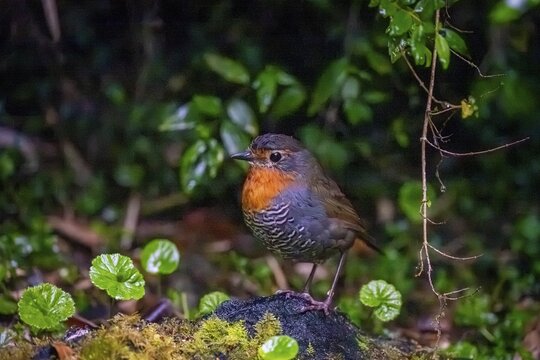 Chucao tapaculo (Scelorchilus rubecula), Pumal&iacute;n Douglas Tompkins National Park, Ruta de los Parques, Patagonia Verde, Los Lagos, Chile