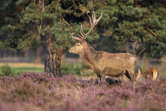 Red deer (Cervus elaphus), Hoenderloo, Gelderland, Netherlands