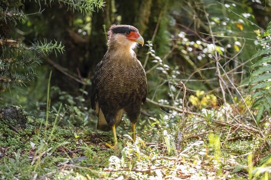 Crested Caracara (Caracara plancus), Pumal&iacute;n Douglas Tompkins National Park, Ruta de los Parques, Patagonia Verde, Los Lagos, Chile