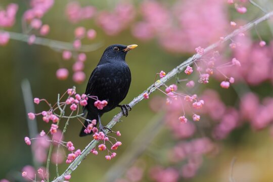 A common blackbird (Turdus merula) sits in a European spindle tree (Euonymus europaeus), and eats the fruit