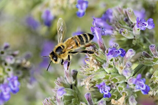 Western honey bee (Apis mellifera), feeding on nectar from a catmint (Nepeta faassenii) flower, Meienberg, Canton of Aargau, Switzerland