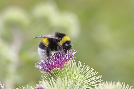 Large earth bumblebee (Bombus terrestris), on a flower of the field thistle (Cirsium arvense), Wilden, North Rhine-Westphalia, Germany