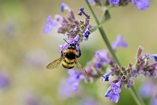 Garden bumblebee (Bombus hortorum), on a catmint (Nepeta x faassenii) flower, Meienberg, Canton of Aargau, Switzerland