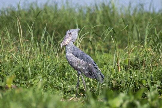 A shoebill (Balaeniceps rex) stands in the reeds at the mouth of the Victoria Nile, Murchison Falls National Park, Uganda