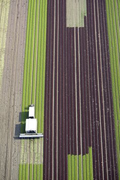 Harvester on lettuce field, cultivation of red and green lettuce in rows, Schleswig-Holstein, Germany