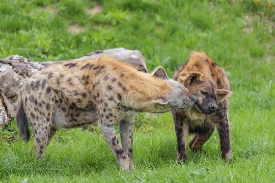 Two adult spotted hyenas (Crocuta crocuta), one male and one female, display courtship behavior