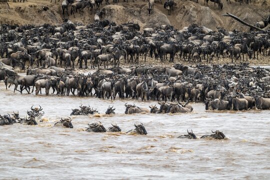 The Great Migration, Huge herds of wilderbeast (Connochaetes taurinus) crossing the Mara river and swimming to the other side, Serengeti Nationalpark, Tanzania
