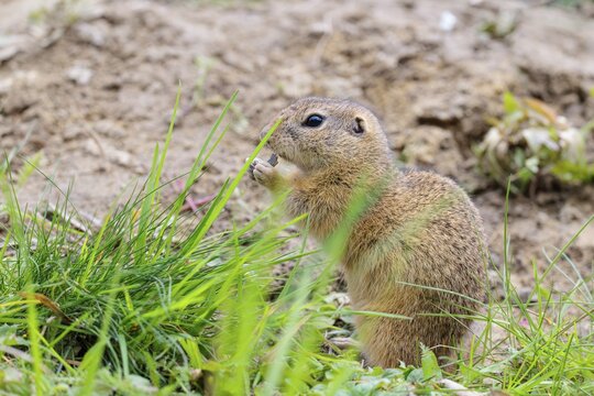 An adult ground squirrel (Spermophilus citellus) is eating leaves and flowers on bare ground in a green meadow on a cloudy day. Austria