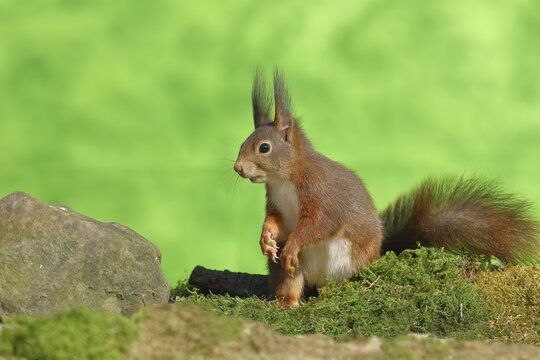 Eurasian red squirrel (Sciurus vulgaris), sitting on mossy forest floor, wildlife, Wilden, North Rhine-Westphalia, Germany