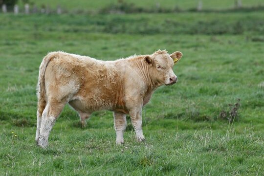 Charolais-Domestic Cattle (Bos primigenius taurus), Bull calf on a pasture, Schleswig-Holstein, Germany