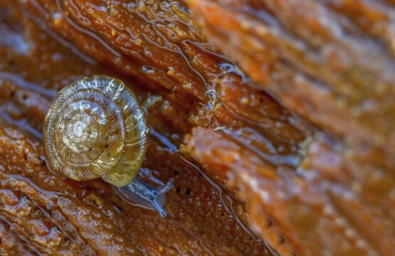 Discus rotundatus, spotted discus snail, spotted snail, spotted snail, spotted bowl snail, gastropod, mollusca, rotund disc, snails, molluscs