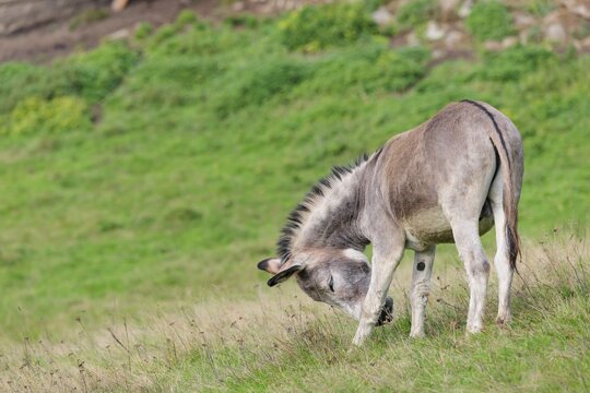 A male gray domestic donkey (Equus asinus) scratches its muzzle against its left front leg in a green paddock