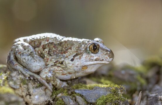 Common spadefoot, garlic toad, pelobates fuscus, amphibians, amphibians, amphibians, amphibians