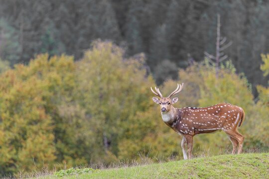An axis deer stag (Axis axis) stands in a green meadow and watches the photographer attentively. A forest can be seen in the background