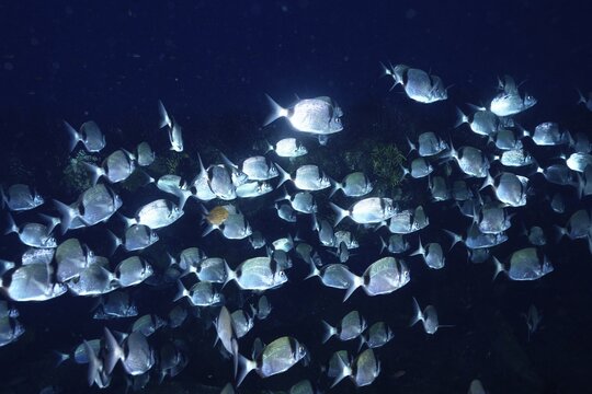 Shining school of fish, two-banded seabream (Diplodus vulgaris), in the dark ocean with light reflections, dive site peninsula Giens, Mediterranean Sea, Porquerolles, Provence, C&ocirc;te d'Azur, France