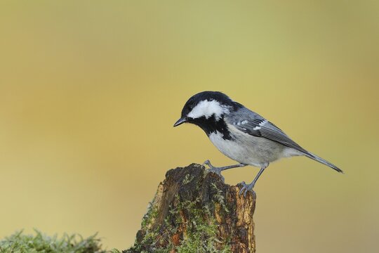 Coal tit (Parus ater), sitting on a tree root, Wilden, North Rhine-Westphalia, Germany