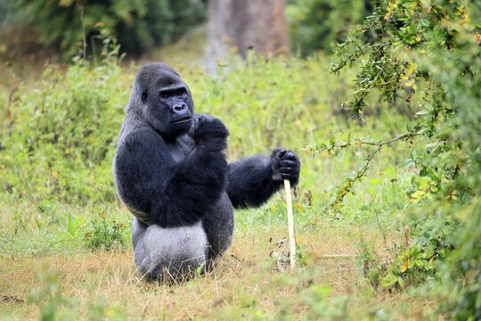Western gorilla (Gorilla gorilla), adult, male, silverback, sitting on the ground, alert