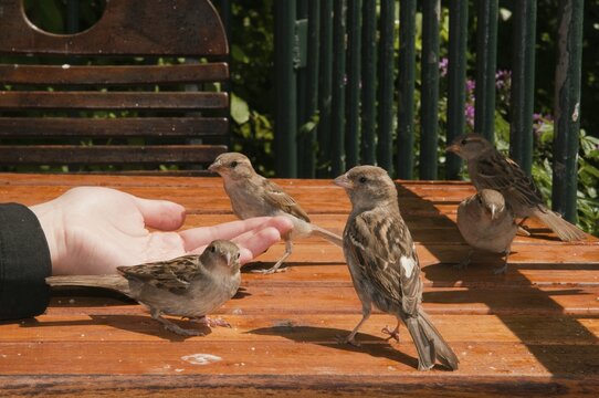 House Sparrow, Passer Domesticus, Sparrow, Birds, Feeding, Passeri, Songbirds, Sparrow, Sparrow, Sparrow, Sparrow, Sparrow, Sparrow, Birds