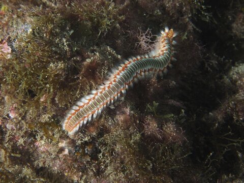 A colourful bristle worm, the fire bristle worm (Hermodice carunculata), crawls across the algae-covered seabed, dive site: El Cabron Marine Reserve, Arinaga, Gran Canaria, Spain, Europe, Atlantic Ocean