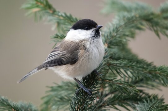 Marsh tit, parus palustris, poecile palustris, swamp tit, birds, tits, passeri, songbirds, tits, birds