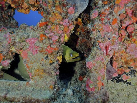A green moray (Gymnothorax funebris) lurks in a small cave of a coral-covered wreck. Wreck of the USS Spiegel Grove, dive site John Pennekamp Coral Reef State Park, Key Largo, Florida Keys, Florida, USA