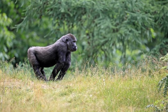 Western gorilla (Gorilla gorilla), adult female, on the ground, alert