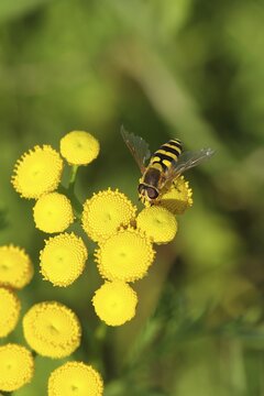 Tansy (Tanacetum vulgare), close-up of a flower with a hoverfly (Episyrphus balteatus), North Rhine-Westphalia, Germany