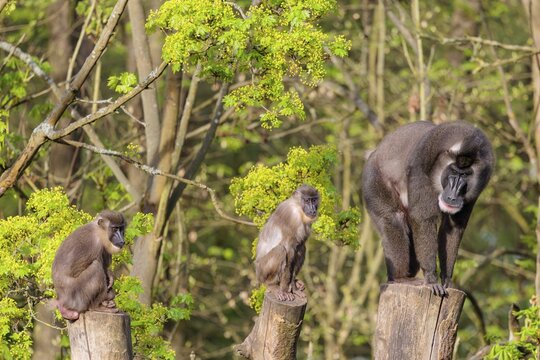 Three Drills (Mandrillus leucophaeus), a male and two females, sit high up on the three stumps of a cut tree and enjoy the early sunlight. A green forest can be seen in the background