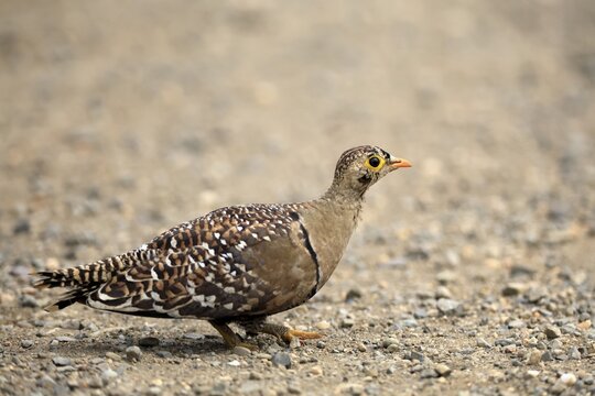 Night-flying Pheasant (Pterocles bicinctus), Double-banded Pheasant, adult, male, on the ground, running, alert, Kruger National Park, South Africa