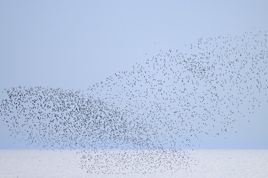 Alpine Sandpiper (Calidris alpina), a flock flying over the North Sea, Lower Saxony Wadden Sea National Park, Lower Saxony, Germany