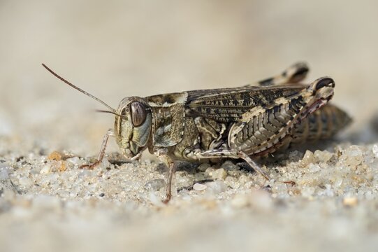 Acrididae, Caelifera, Calliptamus italicus, Field Locusts, Grasshoppers, Italian Locust, Italian Beautifier, Short-feeler, Grasshoppers, Locusts, Insects, Beautifier