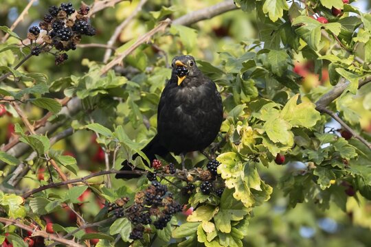 European blackbird (Turdus merula) adult male garden bird feeding on a blackberry fruit in a hedgerow in summer, England, United Kingdom