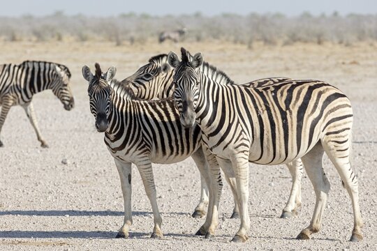 Zebras (Hippotigris), Etosha-Nationalpark, Namibia